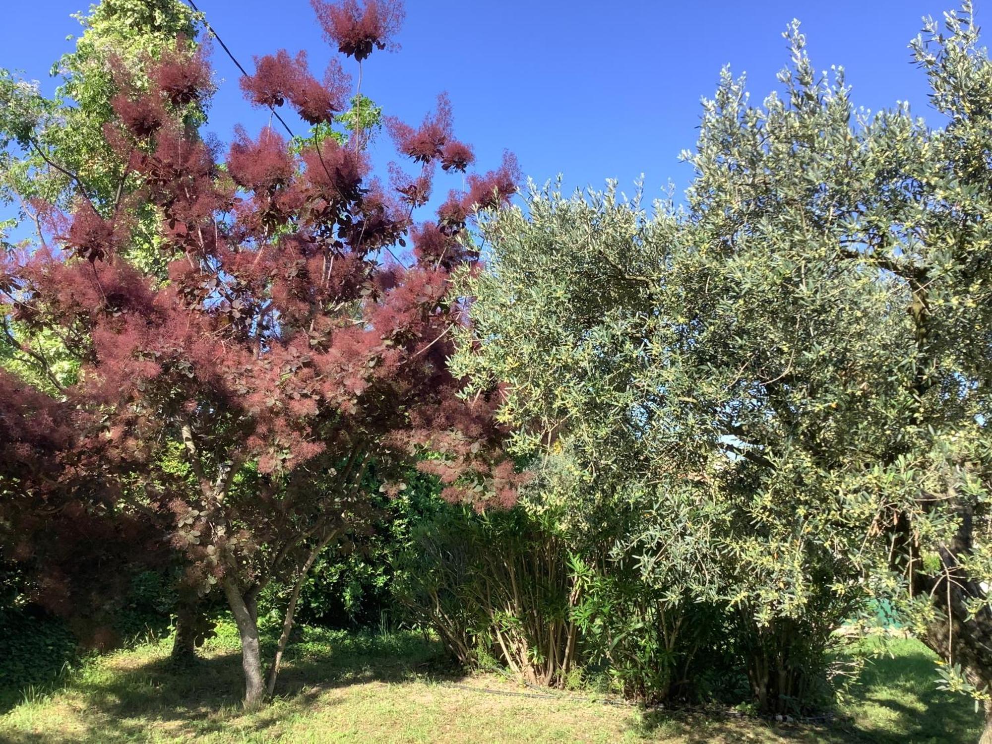 Le Mas Des Oliviers Martigues Exterior foto